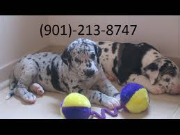 We believe there is no better dog out there to bring into your family than a great dane puppy. Excellent Harlequin Merlequin And Black Great Dane Puppies For Sale Animals Houston Texas Announcement 23286