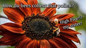 Maybe you would like to learn more about one of these? Exploring The Process Of Pollination Perfectbee