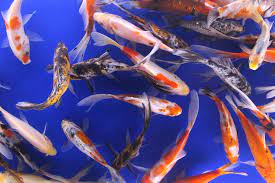 Enter your email address to receive alerts when we have new listings available for small koi fish for sale. Goldfish Mini Mixed Box Free Shipping Mini Goldfish Mixed Box 237 39 Black Water Koi Farms The Best Koi In The Usa