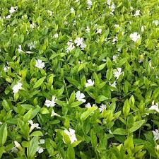 Vinca Minor Elisa Pervenche A Petites Fleurs Petite Fleur Blanche Couvre Sol Petite Fleur