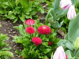 Premieres Fleurs De Printemps En Mars Picture Of Jardin Darcy Dijon Tripadvisor