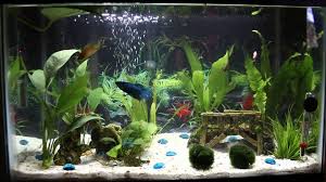 Pin On Betta Fish