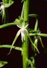 Image result for Bulbophyllum schimperianum