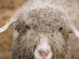 Curly Haired Sheep Animals Cats Sheep
