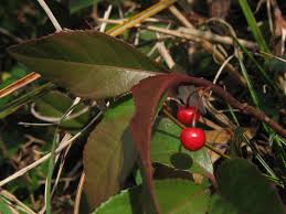 Image result for Ardisia