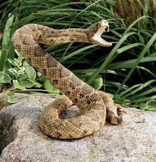 Viper Reptile Snakes Snake Venom Snake