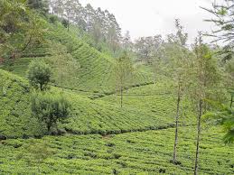 Tuesday renowned worldwide, ceylon tea is one of sri lanka's primary exports. Lipton S Seat Sri Lanka All You Must Know Bel Around The World