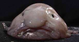 The blobfish is a deep sea fish, which has been voted the ugliest animal in the world. 13 Av Varldens Mest Udda Och Ovanliga Havsdjur