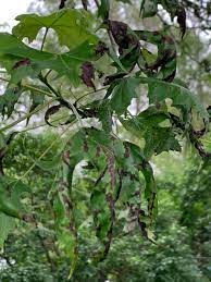 Maybe you would like to learn more about one of these? Maple Tree Leaves Are Black 571322 Ask Extension