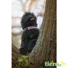 Portugiesischer wasserhund welpen, wasserhund züchter, welpen, cao de agua portugues welpen finden sie hier! Welpen Cao De Agua Portugues Welpen Cao De Agua Portugues Welpen Rude Auf Tiere At