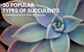 10 amazing types of succulents every plant lover needs to know. 50 Popular Types Of Succulents With Pictures Keeping Succulents