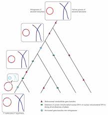 Image result for Vigna multinervis