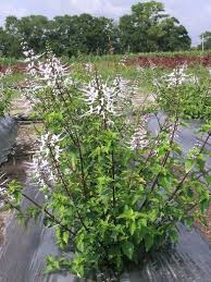 Nama sainsnya orthosiphon stamineus, benth. Khasiat Pokok Misai Kucing Plants