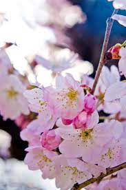 Sakura Blossom Via Misaki S Spring Flowers Cherry Blossom Japan Beautiful Flowers
