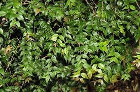 Image result for Memecylon sp. D