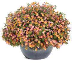 Image result for Jamesbrittenia burkeana