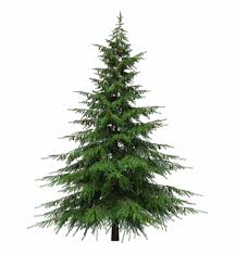 Christmas tree png you can download 35 free christmas tree png images. Christmas Tree Transparent Real Christmas Tree Png Transparent Png Download 302478 Vippng