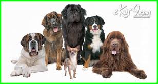  Lengkap Tips Memilih Nama Terbaik Untuk Anjing Kesayangan Dunia Fauna Hewan Binatang Tumbuhan Anjing Nama Anjing Hewan