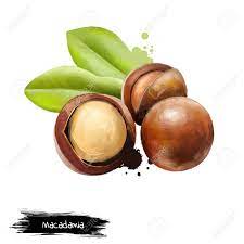 Liebe gäste, wir freuen uns, dass sie zu uns gefunden haben. Macadamianuss Getrennt Auf Weissem Hintergrund Queensland Nuss Busch Nuss Maroochi Nuss Bauple Nuss Und Hawaii Nuss Leckere Zwischenmahlzeit Geschalte Und Ungeschalte Nusse Obstsammlung Digitale Kunstillustration Lizenzfreie Fotos Bilder Und