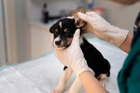 Image result for scabies dog ear