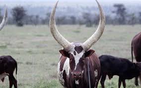 Farmer's weekly used to be packed with pitiful accounts of cows poisoned with exotic substances president cyril ramaphosa's government is denying it, but the south african press reports that the. The Study Shows The Unique Characteristics Of African Cattle