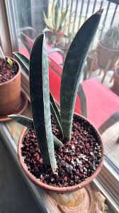 Image result for Sansevieria hallii