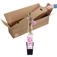 Check spelling or type a new query. Kaufen Sie Jetzt Kletterstrauch Clematis Piilu Rosa Winterhart Kaufen Bakker Com