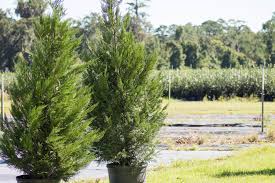 How susceptible is leyland cypress wood to rot? Canker And Dieback Diseases Of Leyland Cypress Alabama Cooperative Extension System