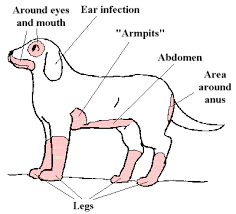 Allergies Atopic Dermatitis Airborne Veterinary Partner Vin Atopic Dermatitis In Dogs Atopic Dermatitis Dog Allergies