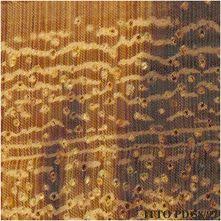 Image result for Scorodophloeus