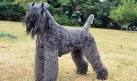 PuppyFind | Kerry Blue Terrier Puppies for Sale