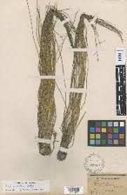 Image result for Isoetes alstonii