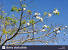 Tea Tree