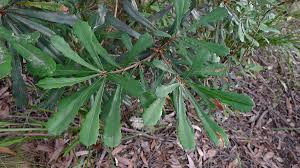 Image result for Boscia integrifolia