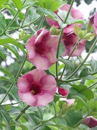 Sri lanka garden flowers names. Flowers In Sri Lanka Flowers Sri Lanka Holiday