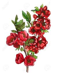 Watercolor Illustration Of Japanese Quince Chaenomeles In Bloom Stock Photo Picture And Royalty Free Image Image 119462176 How to draw flower cat from the battle cats. watercolor illustration of japanese quince chaenomeles in bloom