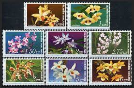 Image result for Diaphananthe subsimplex