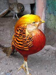 kostenloses bild auf pixabay exotische tiere vogel exotische tiere tiere und exotische haustiere