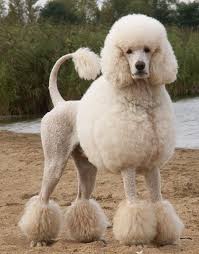 Poodles Smart Active And Proud Toy Poodle Haircut Poodle Haircut Poodle Puppy