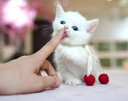 We are located in alabama near. Munchkin Cats For Sale Munchkin Kittens For Sale Text 701 289 2119