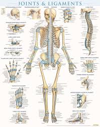 The patella and the pisiform bone of the carpals are the only sesamoid bones that are counted as part of the 206 bones of the body. A Diagram Of Joints And Bones In The Human Body Skeletal System Definition Function And Parts Biology Dictionary In Terms Of Stress At The Joint Imagine Jumping In The Air