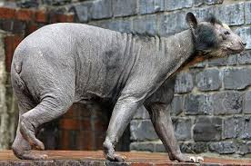 These 15 Animals Without Hair Are Barely Recognizable Hairless Animals Animals Weird Animals