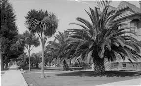 The health, shape, and size of the palm tree all have an impact on how much they cost to trim. L A S Palm Trees Are Dying And It S Changing The City S Famous Skyline Los Angeles Times