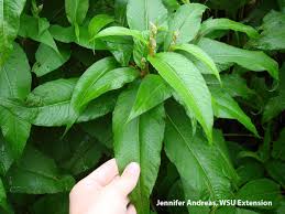Image result for Polystachya ruwenzoriensis