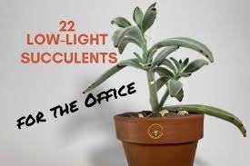 You'd better be looking for types of cactus or other succulent plants that will grow well in your western window or light requirements. 22 Low Light Succulents For The Office Indoor Plants For Beginners