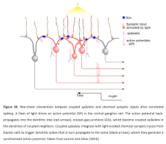 Which Cell Types In The Retina Produce Action Potentials? Choose All That  Are Correct: Photoreceptors Horizontal Cells Bipolar Cells Amacrine Cells  Retinal Ganglion Cells