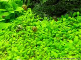 Image result for Elatinaceae