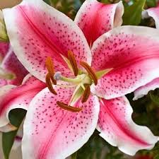 We did not find results for: Stargazer Oriental Lilies Florabundance Wholesale Flowers
