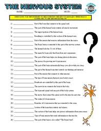 Wood (1/4 birch) product id: Nervous System Puzzle Worksheets Teaching Resources Tpt