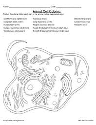Ribosomes the site of protein vacuole bubble for storage. Animal Cell Coloring Worksheet Teachers Pay Teachers